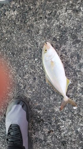 シオの釣果