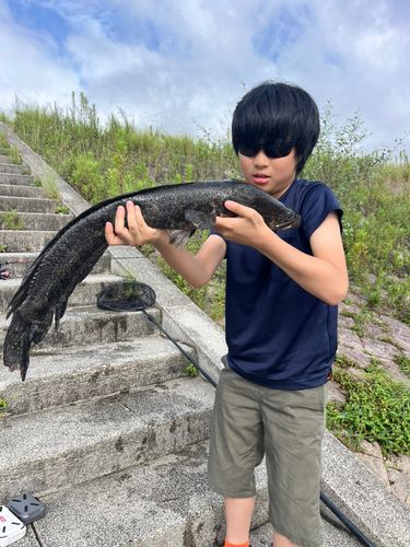 ライギョの釣果
