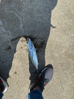 カツオの釣果