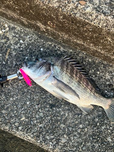 ネリゴの釣果