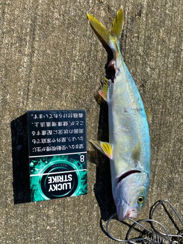 ワカシの釣果