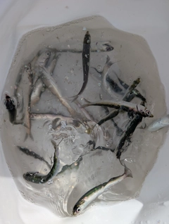 カタクチイワシの釣果