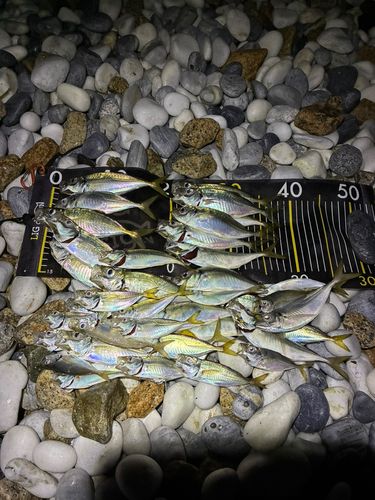 アジの釣果