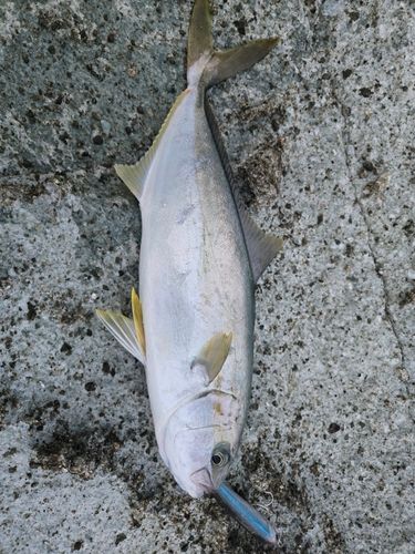 ヒラマサの釣果