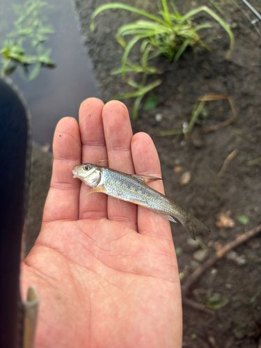 オイカワの釣果