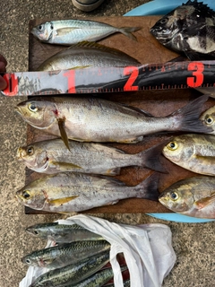 イサキの釣果