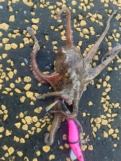タコの釣果
