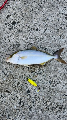 ネリゴの釣果