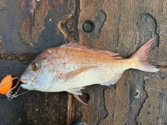 タイの釣果