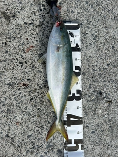 イナダの釣果