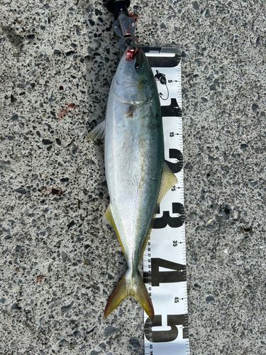 イナダの釣果