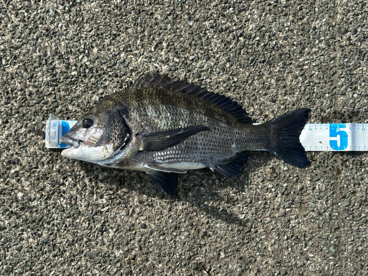 DAIWA 20ラテオ モバイル 90ML-4の最安値・インプレ・釣果 | 本音の