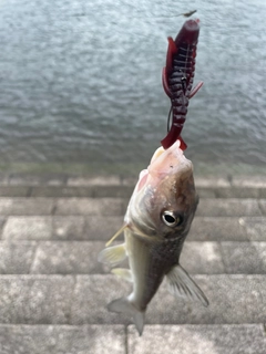 ニゴイの釣果