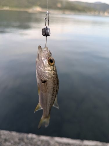 セイゴ（マルスズキ）の釣果