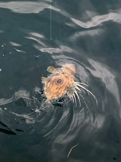 マトウダイの釣果