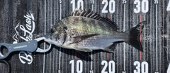 クロダイの釣果