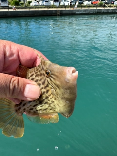 カワハギの釣果
