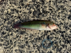 キュウセンの釣果