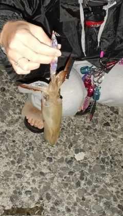 ヤリイカの釣果