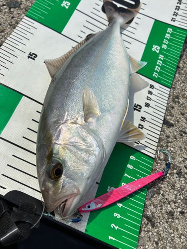 ネリゴの釣果