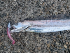 タチウオの釣果