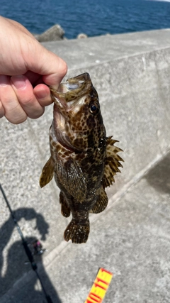 タケノコメバルの釣果