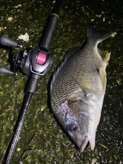キビレの釣果