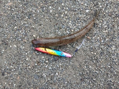 エソの釣果