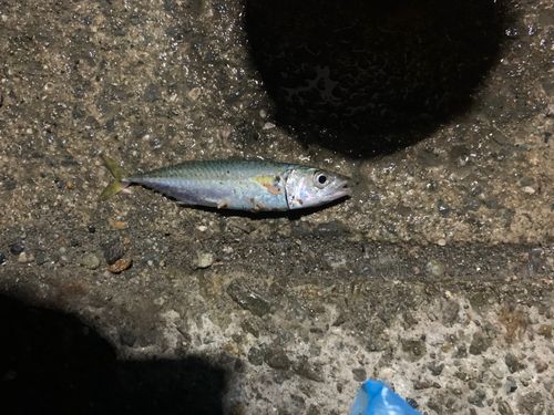 サバの釣果