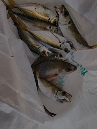 マアジの釣果