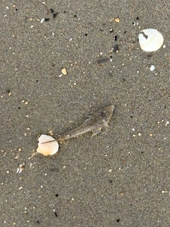 カレイの釣果