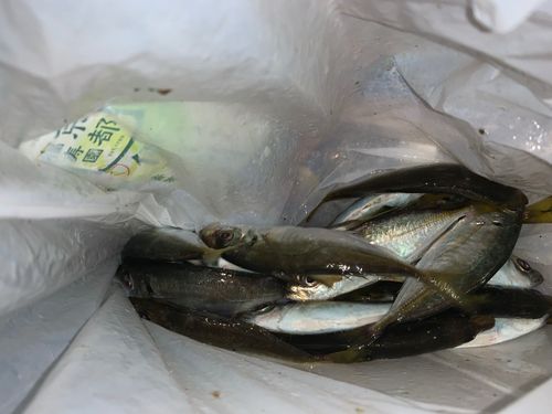 アジの釣果
