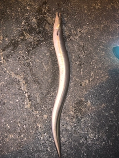 ハモの釣果