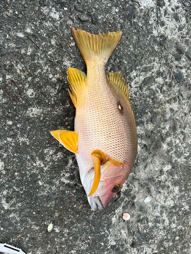 シブダイの釣果