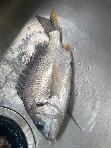 キチヌの釣果