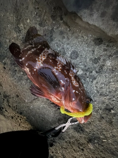 アコウの釣果