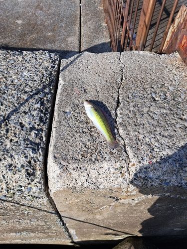 キュウセンの釣果