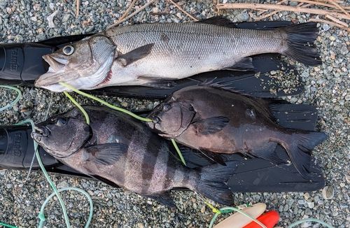 ヒラスズキの釣果