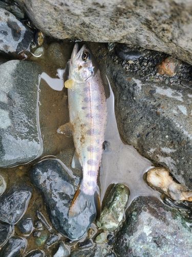 アマゴの釣果