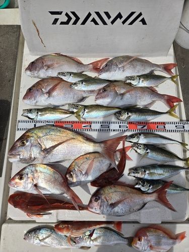 マダイの釣果