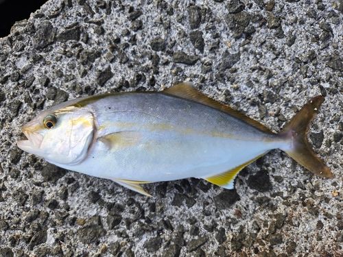 ネイリの釣果