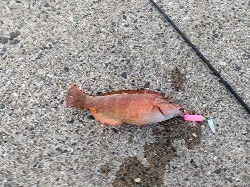 アカササノハベラの釣果