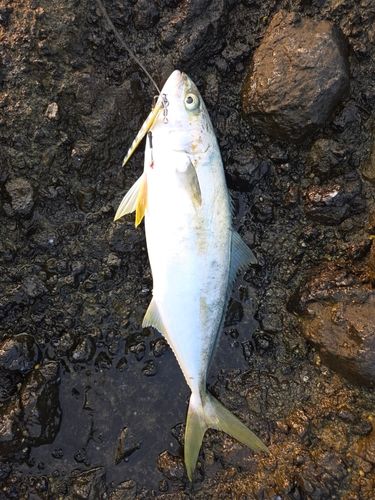 ヒラマサの釣果