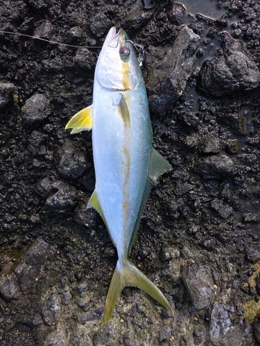 ヒラマサの釣果