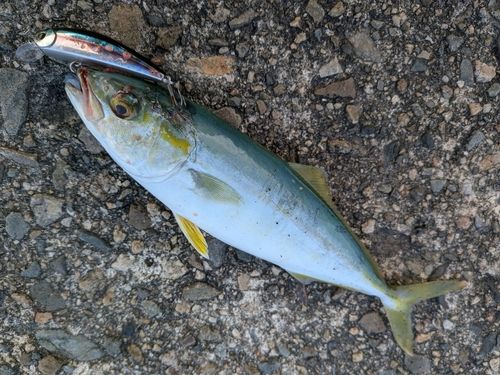 ツバスの釣果