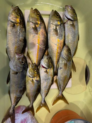 ショゴの釣果