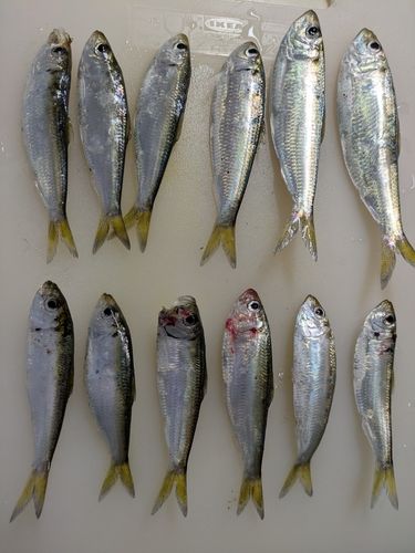 ママカリの釣果