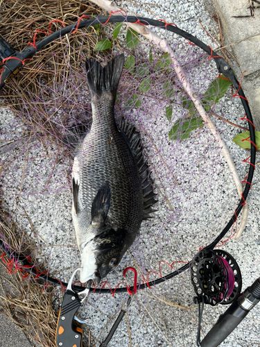 チヌの釣果