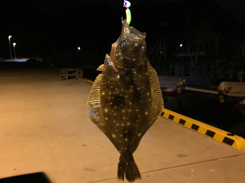 ヒラメの釣果