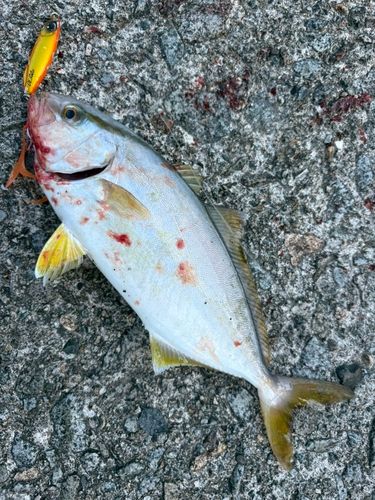 シオの釣果